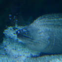 Moray Eel