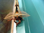 Polyphemus moth on our back door. Tried to get a good shot of it -- all of it.