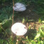 Meadow mushroom