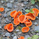 Orange Peel Fungus