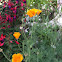 California Poppy