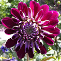 Dahlia
