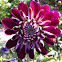Dahlia