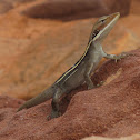 Long-nosed Water Dragon 