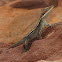 Long-nosed Water Dragon 