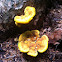 Velvet-top fungus