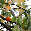 Japanese Persimmon