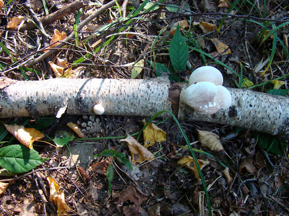 Spotting Image 1