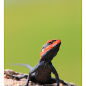 Peninsular Rock Agama