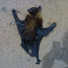 Flying Fox