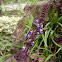 Coleus, Mayana