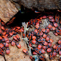Firebug