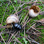 beetle eating snail
