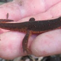 Eastern Red Spotted Newt