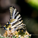 Borboleta-zebra