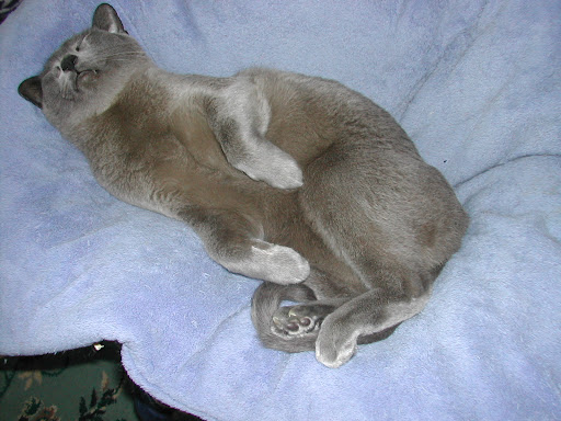 Lamarr