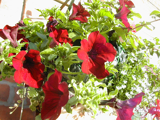 lobelia