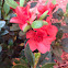 Azalea