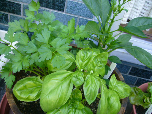 寄せ植え