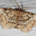 Pine Measuringworm Moth