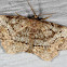 Pine Measuringworm Moth
