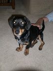 Toby