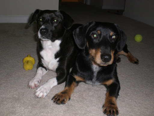Sweet Dorgi dogs... How could you not want one???