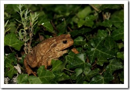 Crapaud_010