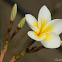 Plumeria
