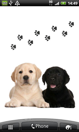 Labrador puppies wallpaper