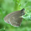 Ringlet