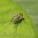 Longlegged fly