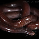 Brahminy Blind Snake or "Flower Pot Snake"