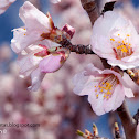 Almendro, Almond