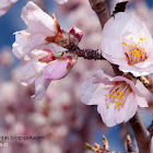 Almendro, Almond