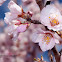 Almendro, Almond