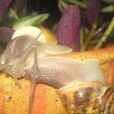 Caracol de jardin