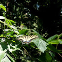 Eastern Tiger Swallowtail