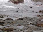Seal coming out of the water on Insihturk