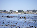 Family of sea otter's checking us out.