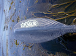 Toksook in the kelp.