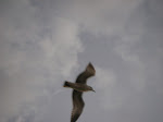 IMGP3638.JPG