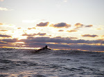 Board Surfer at Sunset on Lake Michigan. South Haven. A beautiful spilling wave day in autumn. keithwikle.com