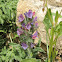 Echium