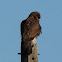 Common buzzard