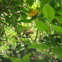 Capuchin monkey