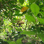 Capuchin monkey