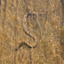 Grass Snake