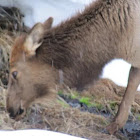 Rocky Mountain Elk