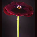 Pansy